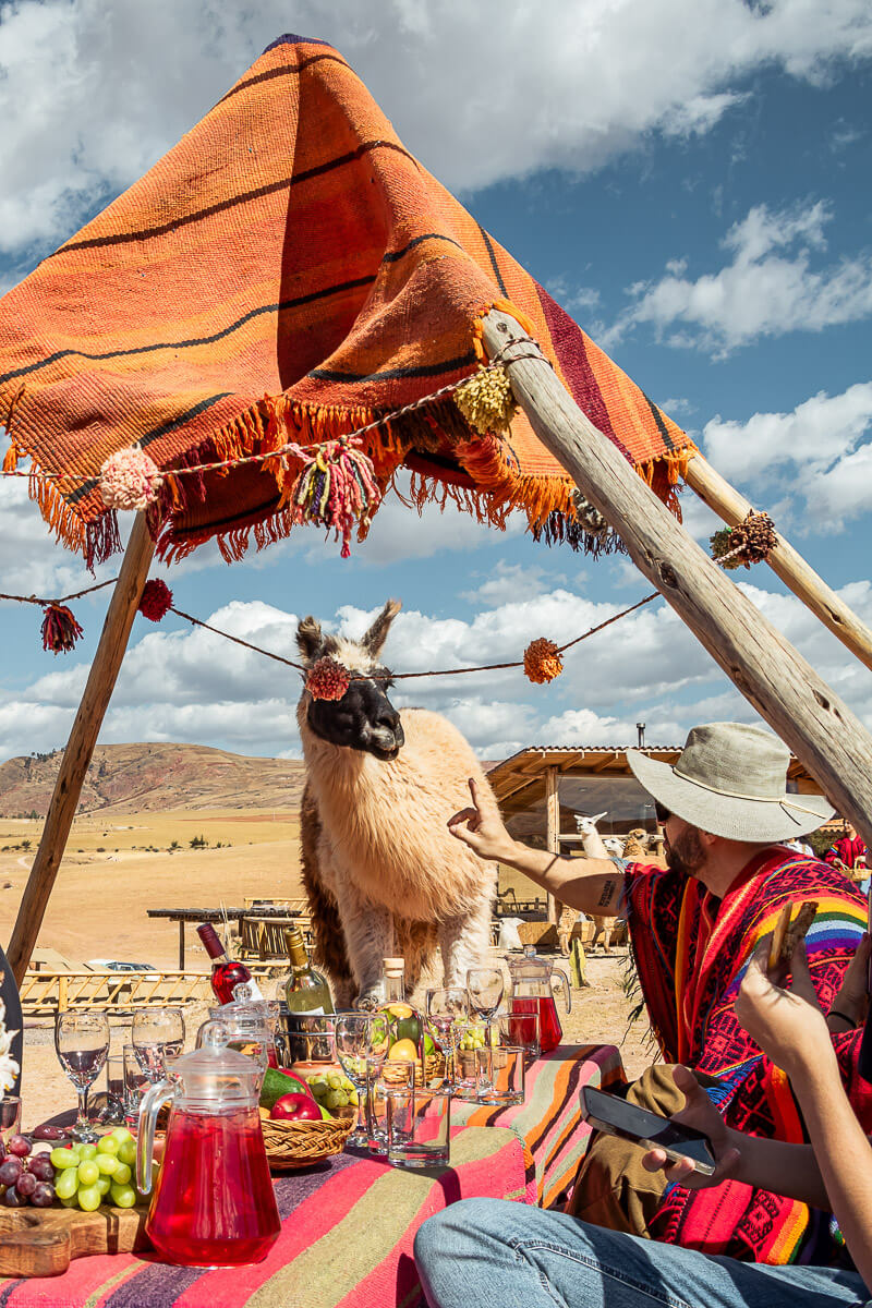 MARAS MORAY AND PICNIC WITH LLAMAS Full Day 1